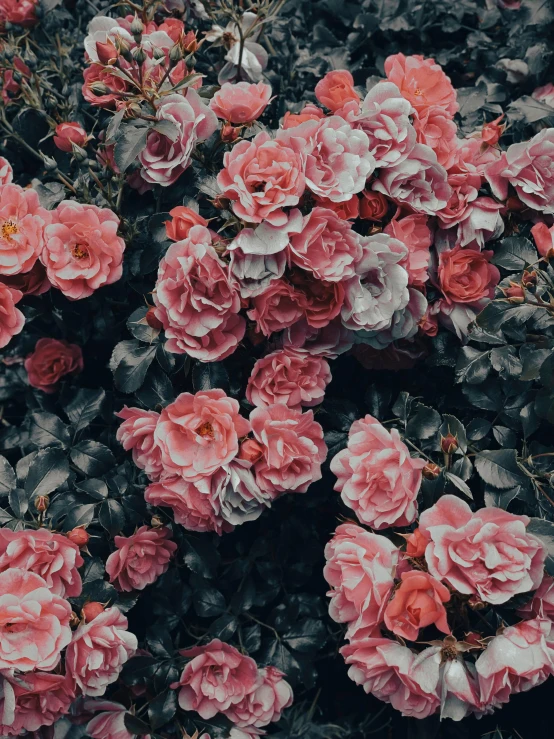 a bush of pink flowers with green leaves, an album cover, inspired by Elsa Bleda, trending on unsplash, romanticism, roses, 🌺 cgsociety, ominous beautiful mood, pinterest wallpaper