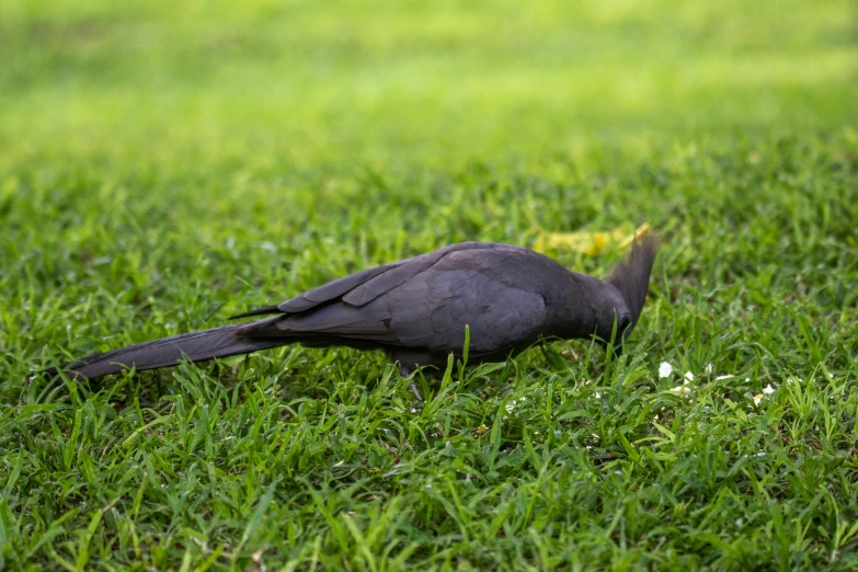 a bird that is sitting in the grass, black, having a snack, sprawled out, shot with premium dslr camera