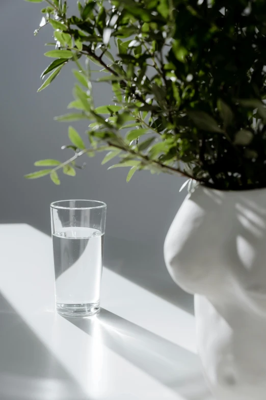 a plant in a vase next to a glass of water, by Harvey Quaytman, trending on unsplash, smooth porcelain skin, close up shot from the side, ignant, head to waist