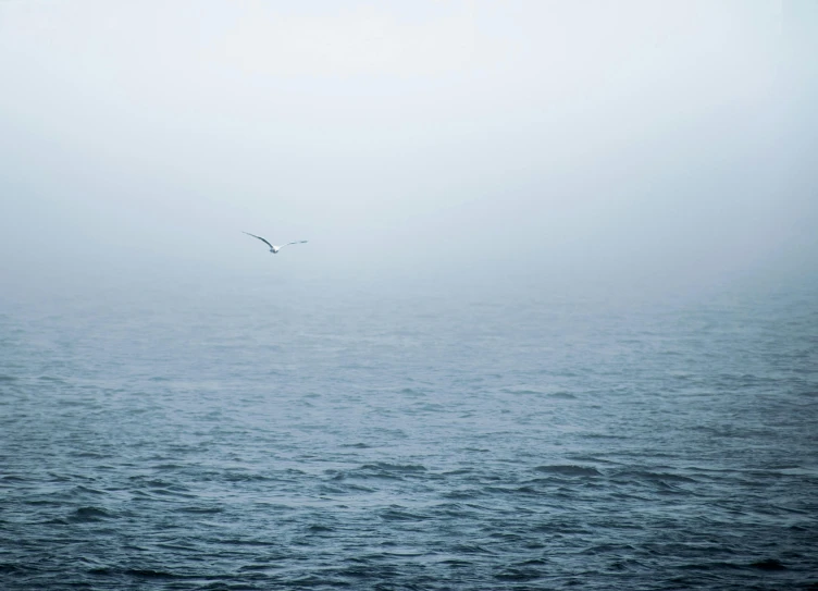 a bird flying over the ocean on a foggy day, pexels contest winner, minimalism, blue gray, a single, battered, ignant