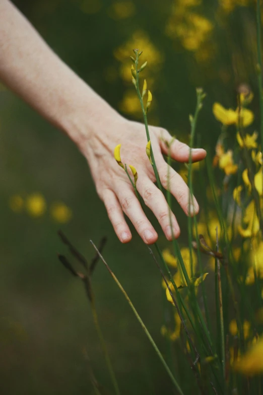 a person's hand reaching for yellow flowers, by Anna Boch, naturalism, alessio albi, playing, heath clifford, close-up photograph