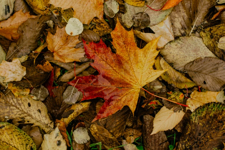 a bunch of leaves laying on the ground, pexels contest winner, thumbnail, 15081959 21121991 01012000 4k, brown colours, photo for magazine