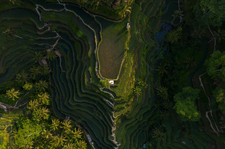 a group of people standing on top of a lush green field, by Daren Bader, unsplash contest winner, renaissance, staggered terraces, waterways, an abstract tropical landscape, hard morning light