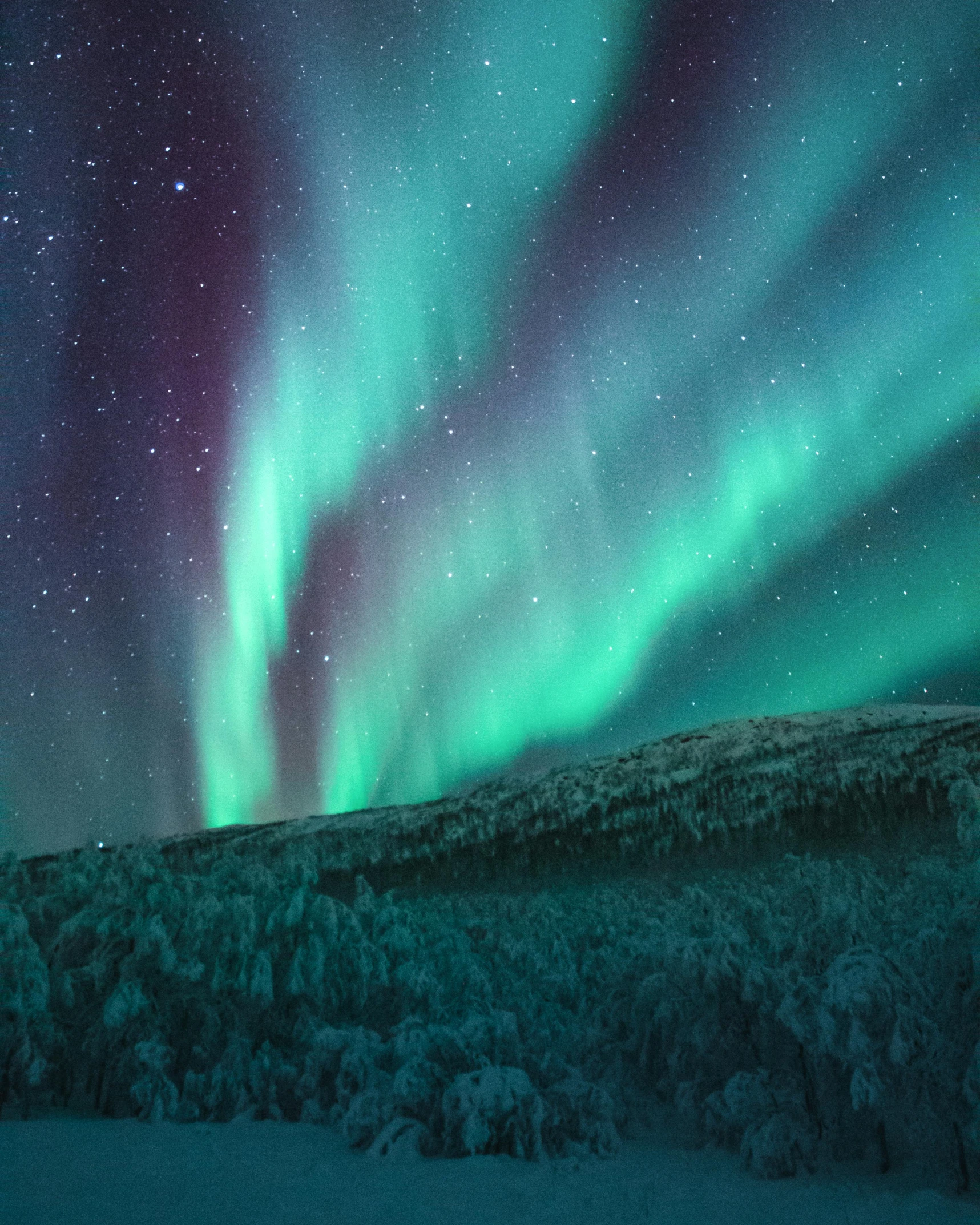 the aurora bore lights up the sky over a snowy landscape, pexels contest winner, hurufiyya, thumbnail, 8 k 4 k, nordic forest colors, mount