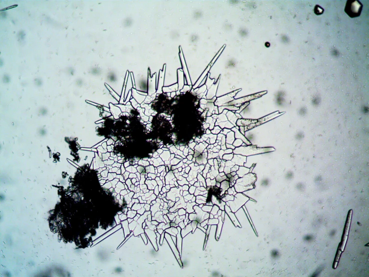 a close up of a micrograph of a plant, a microscopic photo, flickr, meteorites, with crystals on the walls, spiky, taken in the late 2000s
