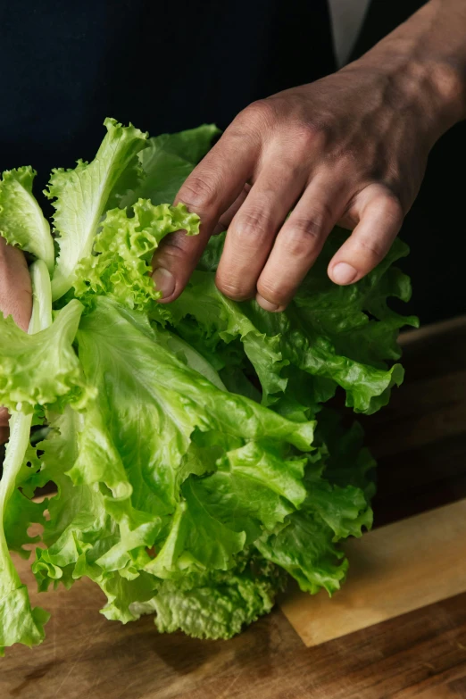 a person cutting lettuce on a cutting board, by Jessie Algie, renaissance, organic detail, uncrop, hand, vietnam