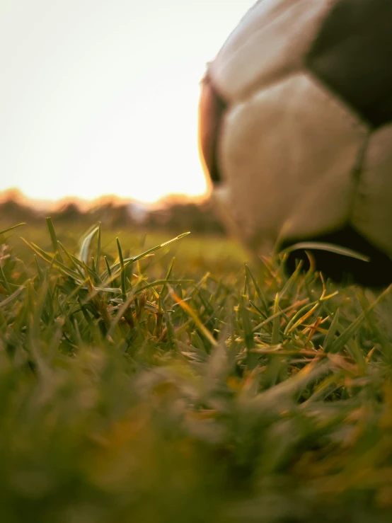 a soccer ball sitting on top of a lush green field, in the evening, profile image