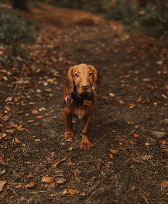 a dog that is standing in the dirt, by Emma Andijewska, pexels contest winner, on forest path, brown, 🍂 cute, highly polished