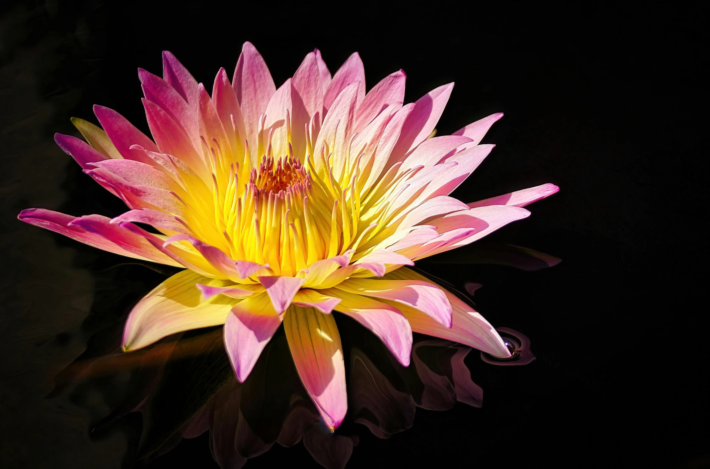 a pink and yellow water lily floating in a pond, by Jan Rustem, art photography, bright on black, lpoty, highly polished, photorealist