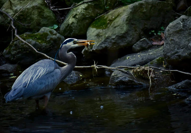 a bird that is standing in some water, perched on a rock, eating, nature photograph, fan favorite