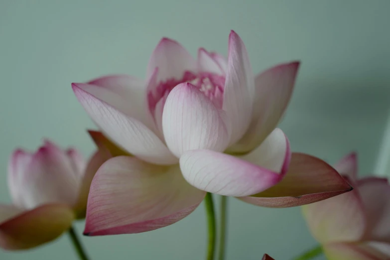 a close up of a pink flower in a vase, inspired by Li Di, hurufiyya, standing gracefully upon a lotus, pale green glow, close-up product photo, 200mm wide shot