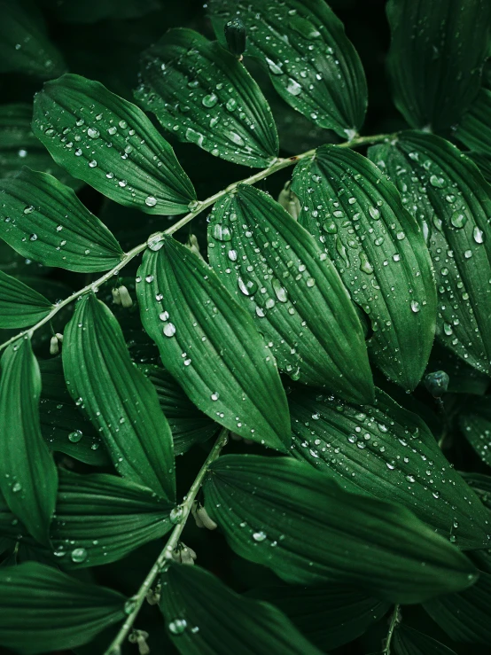 green leaves with water droplets on them, an album cover, inspired by Elsa Bleda, trending on pexels, ( ( ( ( kauai ) ) ) ), made out of rain, background image
