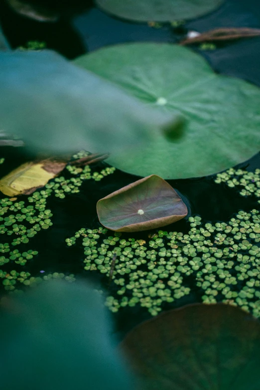 a green leaf floating on top of a body of water, opal petals, lush surroundings, copper and emerald, ignant