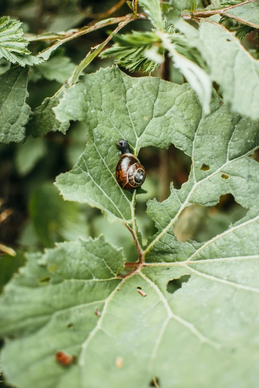 a bug that is sitting on a leaf, by Jan Tengnagel, unsplash, renaissance, large vines, adult pair of twins, snails, analog photo