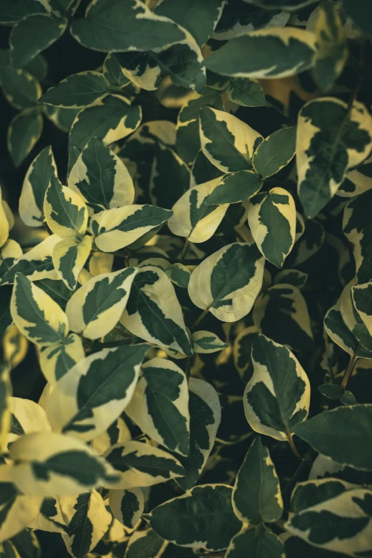 a close up of a plant with yellow and green leaves, trending on pexels, baroque, ivory and black marble, hedge, cinestill 800t 50mm eastmancolor, 35 mm product photo”