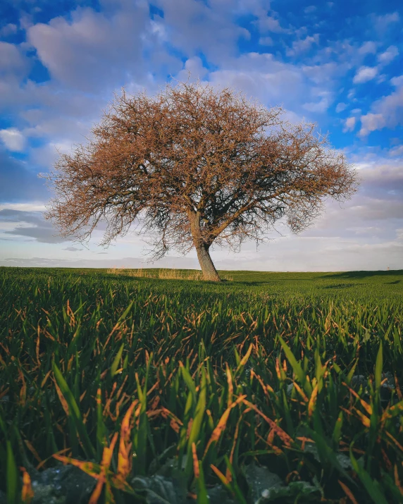 a lone tree sitting on top of a lush green field, an album cover, unsplash contest winner, no cropping, olive tree, early spring, color photo