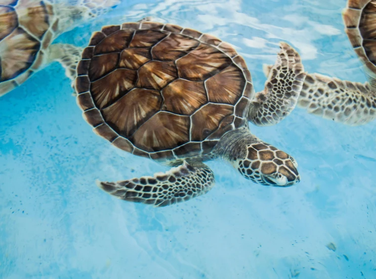 a couple of turtles swimming in a pool, pexels contest winner, fan favorite, turquoise, glossy surface, fully covered