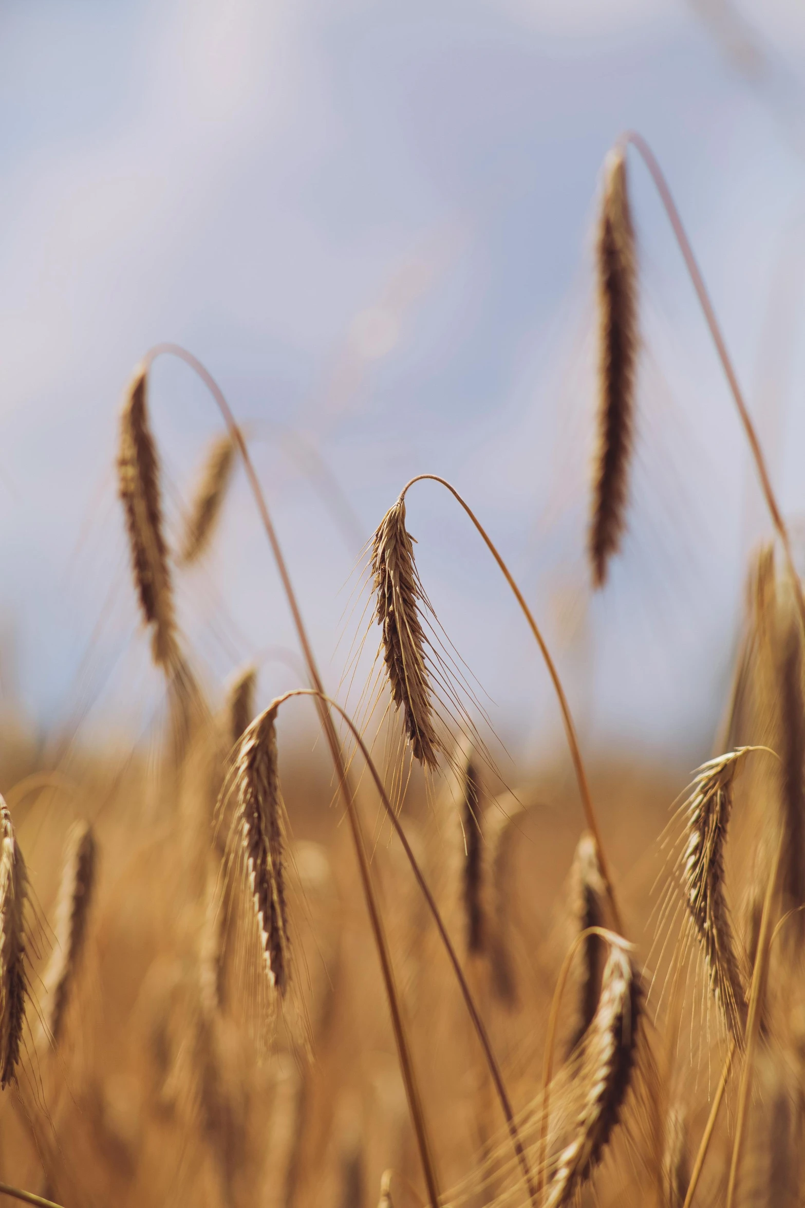 a field of wheat with a blue sky in the background, by David Simpson, medium format. soft light, uncrop, close-up, multiple stories