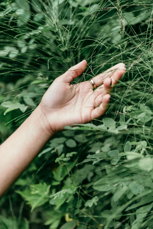 a close up of a person's hand near a bush, a digital rendering, trending on pexels, naturalism, lush grass, seeds, tall thin, anjali mudra