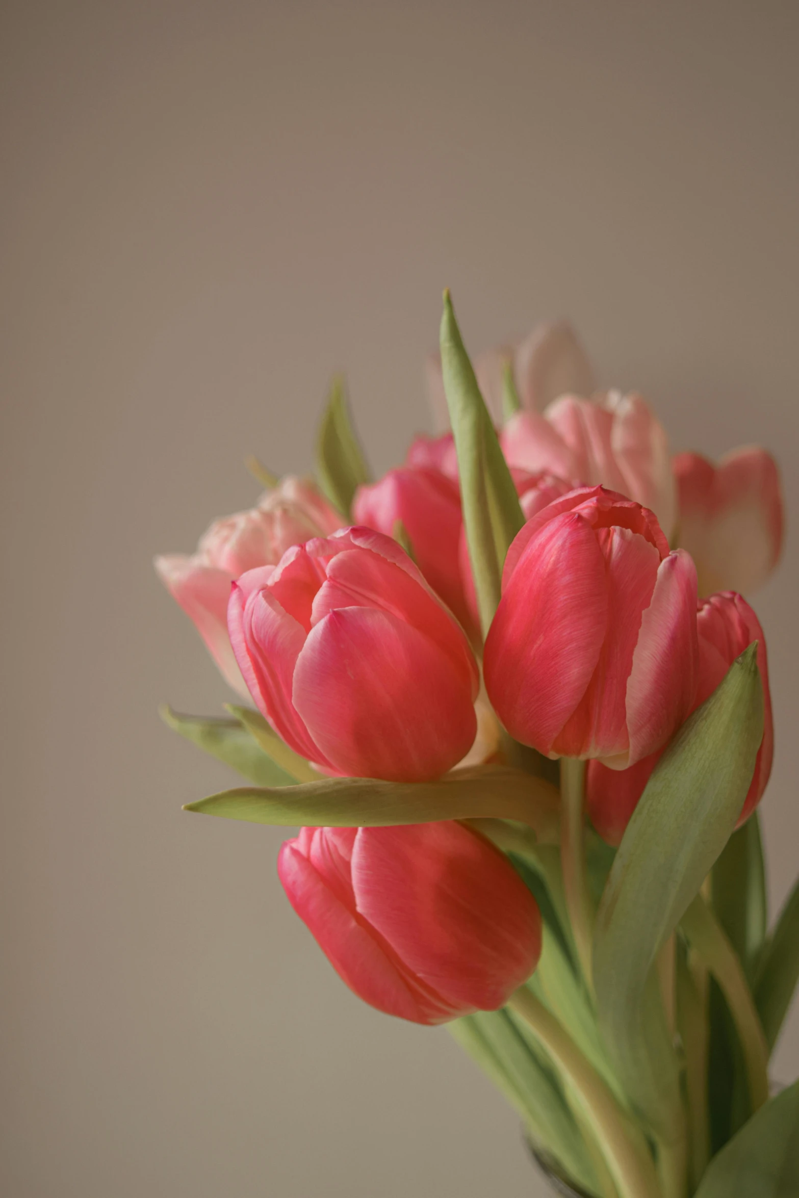 a vase filled with pink flowers on top of a table, tulip, soft grey and red natural light, today\'s featured photograph 4k, pale red