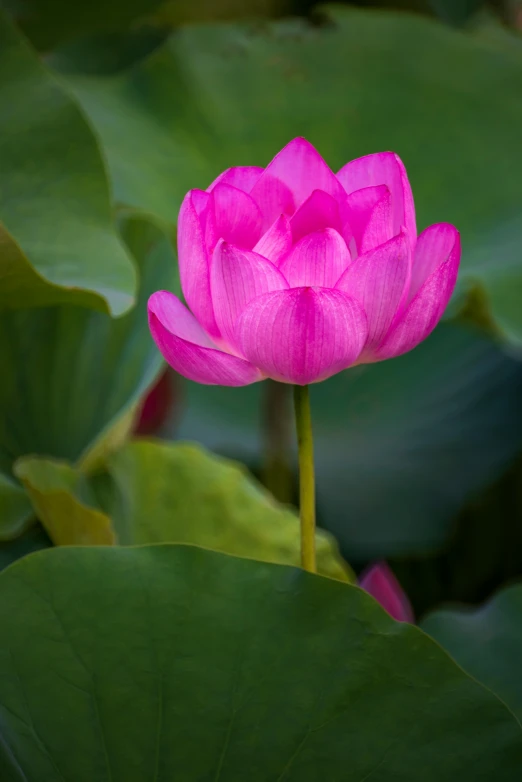 a pink lotus flower surrounded by green leaves, a portrait, by Reuben Tam, full frame image, crimson, large shot, predawn