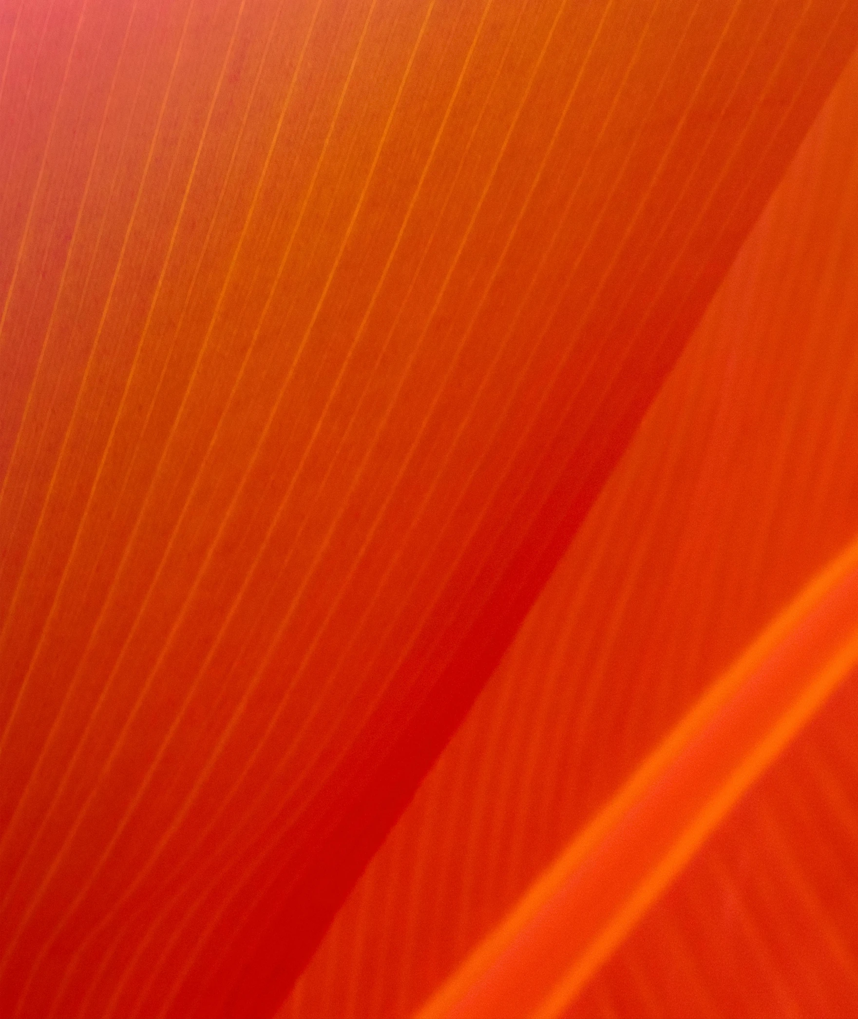 a close up of a red banana leaf, by Doug Ohlson, gradient orange, soft translucent fabric folds, wallpaperflare, red-fabric