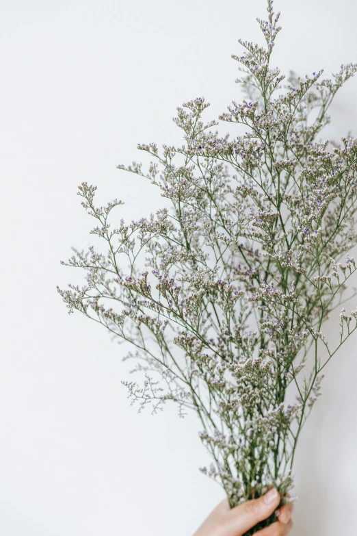 a person holding a bunch of flowers in their hand, light grey mist, large tall, texture detail, myrtle