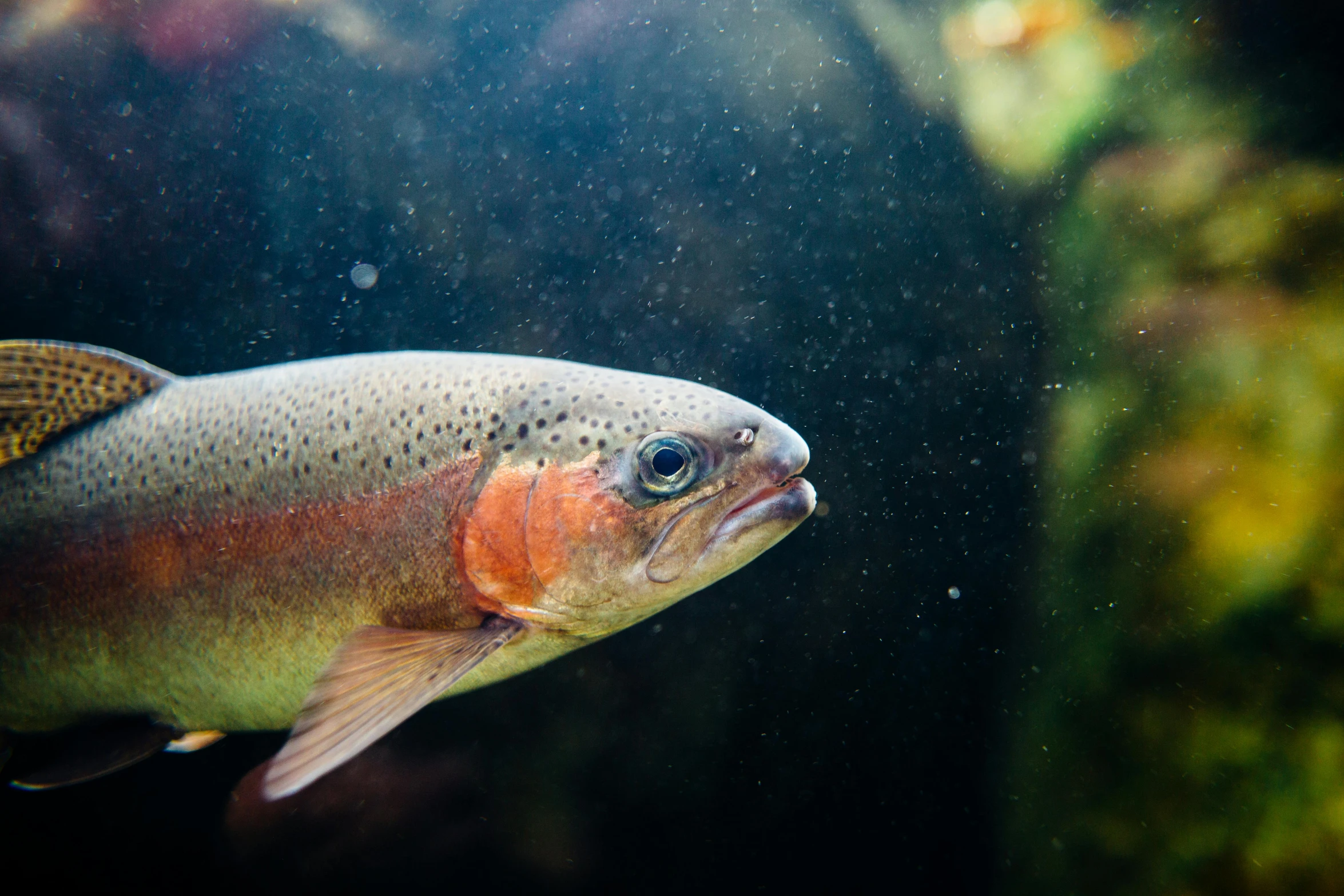 a close up of a fish in an aquarium, a screenshot, trending on unsplash, muted rainbow tubing, emerging from the water, aged 2 5, thriving ecosystem