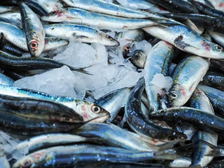 a bunch of small fish sitting on top of ice, by Tom Wänerstrand, trending on pexels, renaissance, shades of blue and grey, sardine in a can, thumbnail, around a neck