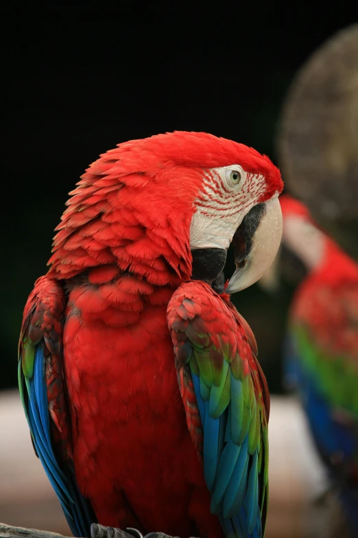 two parrots sitting next to each other on a branch, a portrait, pexels contest winner, blue or red, tropical, today\'s featured photograph 4k, a tall