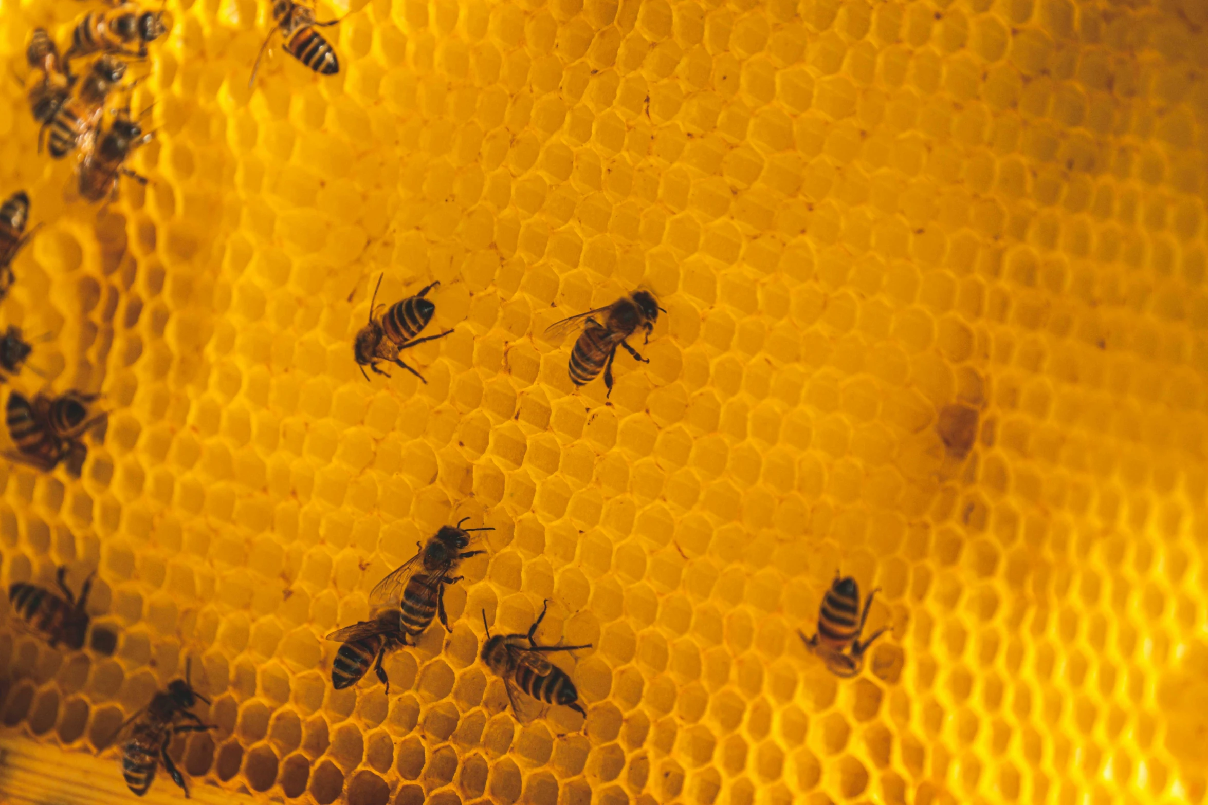 a group of bees sitting on top of a honeycomb, pexels, renaissance, avatar image, 240p, beautifully lit, a high angle shot