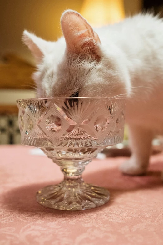 a white cat standing on top of a table next to a glass bowl, close up of single sugar crystal, vintage aesthetic, licking out, victorian setting