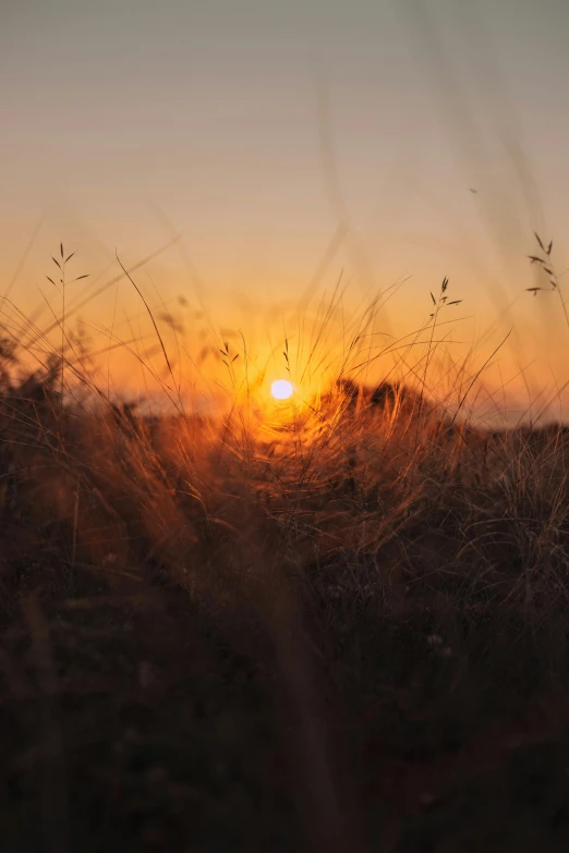 the sun is setting behind some tall grass, unsplash contest winner, romanticism, stubble, 2019 trending photo, shot from afar, ((sunset))