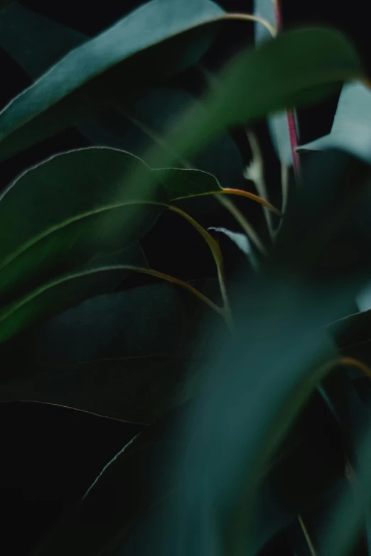 a close up of a plant with green leaves, trending on unsplash, cinematic still frame, dark jungle, low quality photo, made of leaves