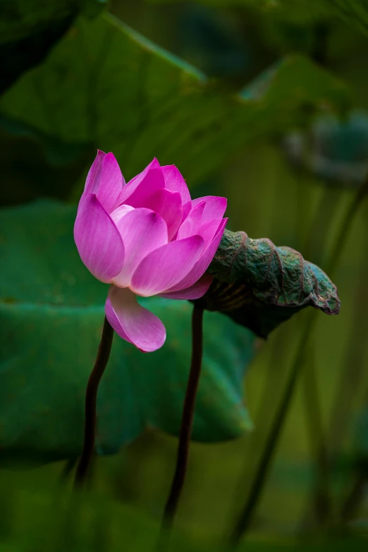 a pink flower sitting on top of a green leaf, sitting on a lotus flower, paul barson, hangzhou, lpoty