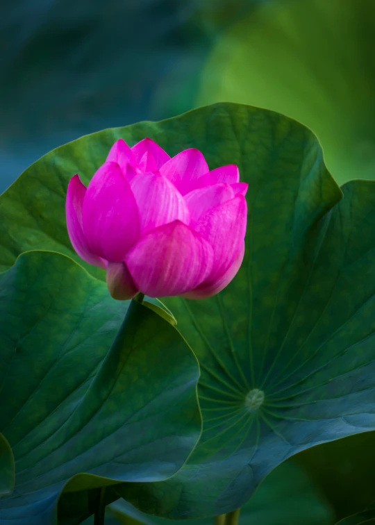 a pink flower sitting on top of a green leaf, a picture, by Reuben Tam, unsplash, renaissance, floating in a powerful zen state, lpoty, vietnam, getty images proshot