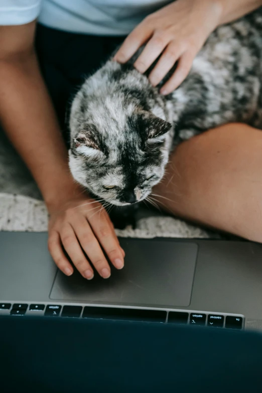 a close up of a person petting a cat on a laptop, trending on pexels, renaissance, gray mottled skin, low fi