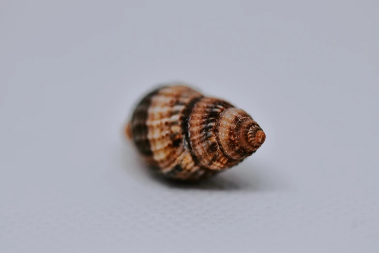 a close up of a shell on a white surface, unsplash, hurufiyya, miniature animal, highly detailed photo 4k, brown:-2, spiral