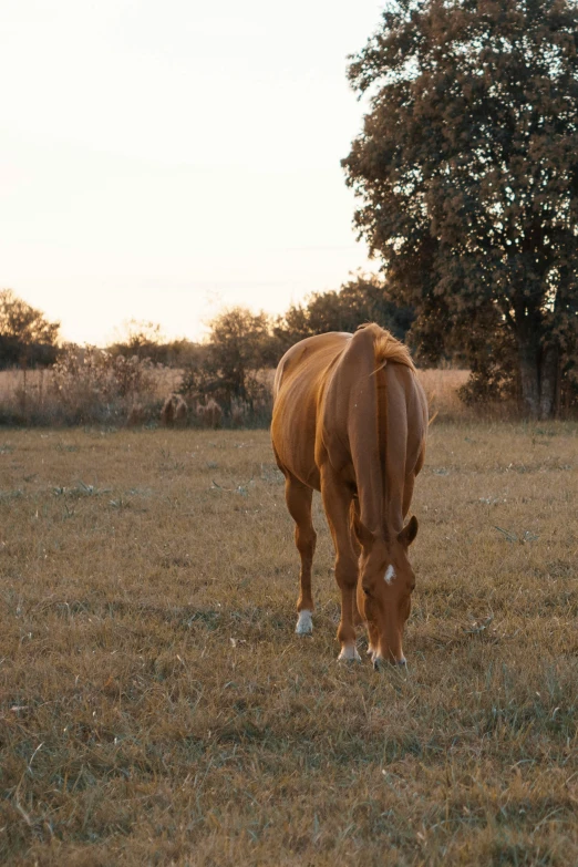 a brown horse standing on top of a grass covered field, in the evening, afternoon