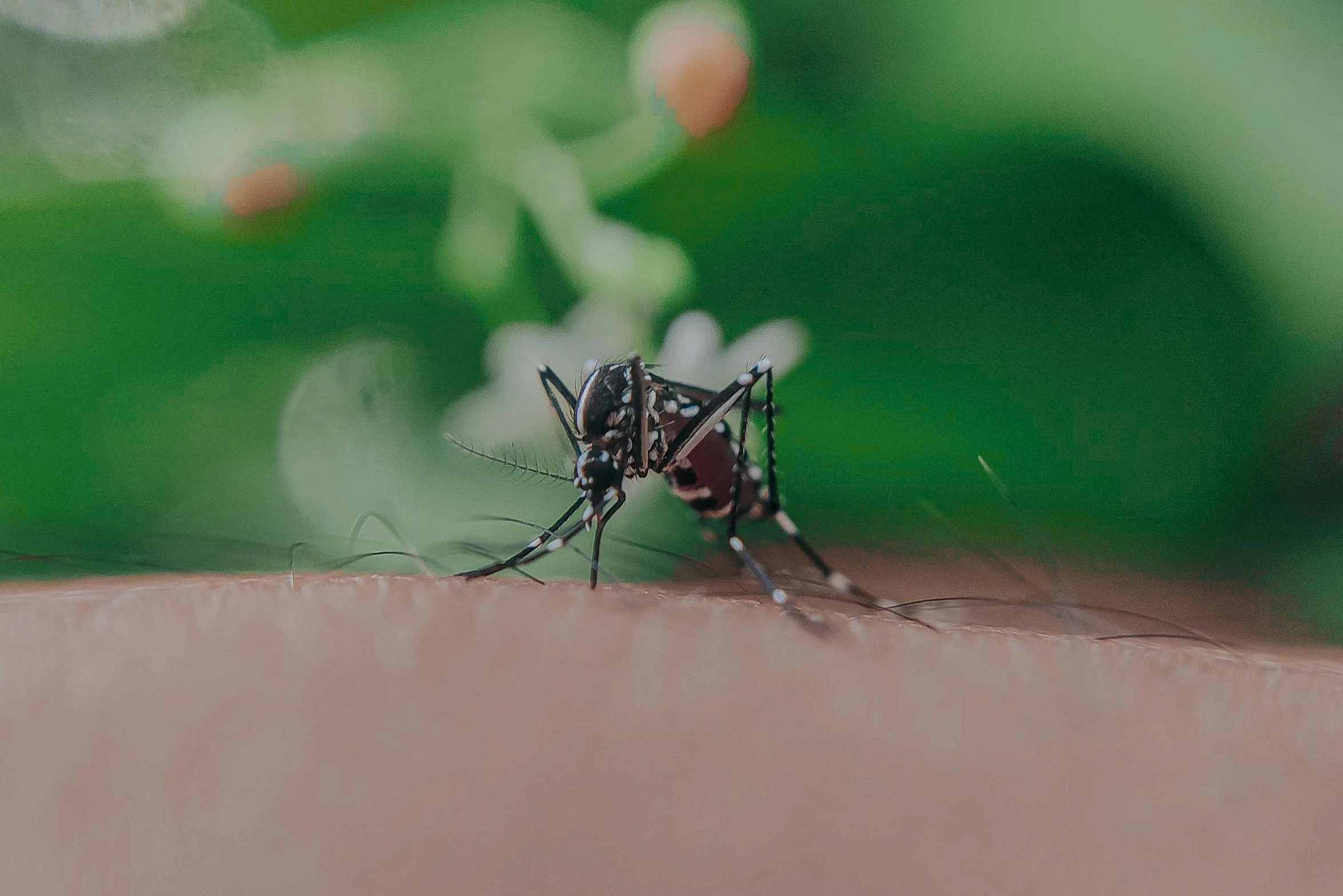 a close up of a mosquito on a person's arm, pexels contest winner, next to a plant, avatar image, black, exterior shot