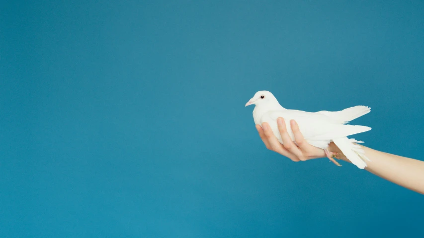 a person holding a white dove in their hand, an album cover, by Gavin Hamilton, trending on unsplash, minimalism, with a blue background, pet animal, 15081959 21121991 01012000 4k
