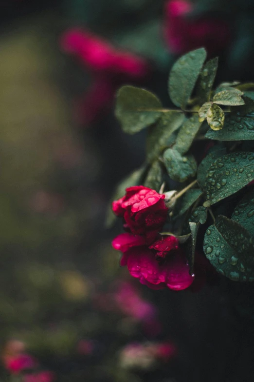 a close up of a flower with water droplets on it, inspired by Elsa Bleda, unsplash, romanticism, small red roses, paul barson, green and pink, overcast