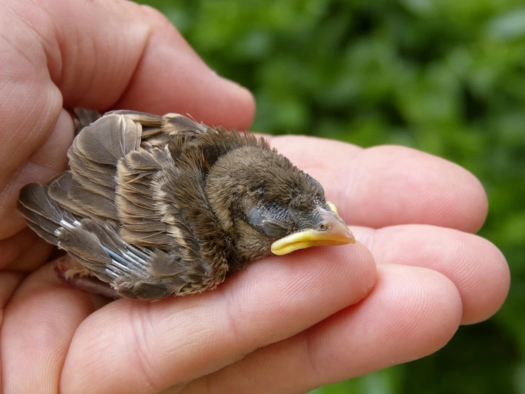 a person holding a small bird in their hand, flattened, third trimester, thumbnail, brown