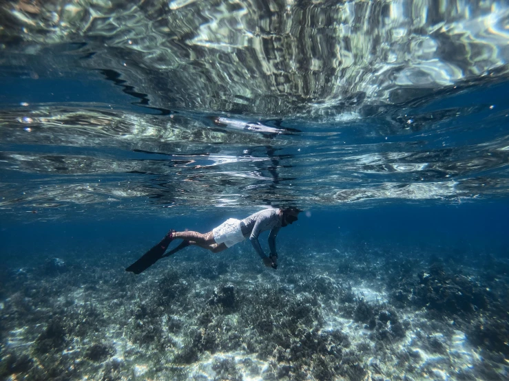 a person swimming in a body of water, by Carey Morris, pexels contest winner, hurufiyya, elegant coral sea bottom, grey, white, hunting