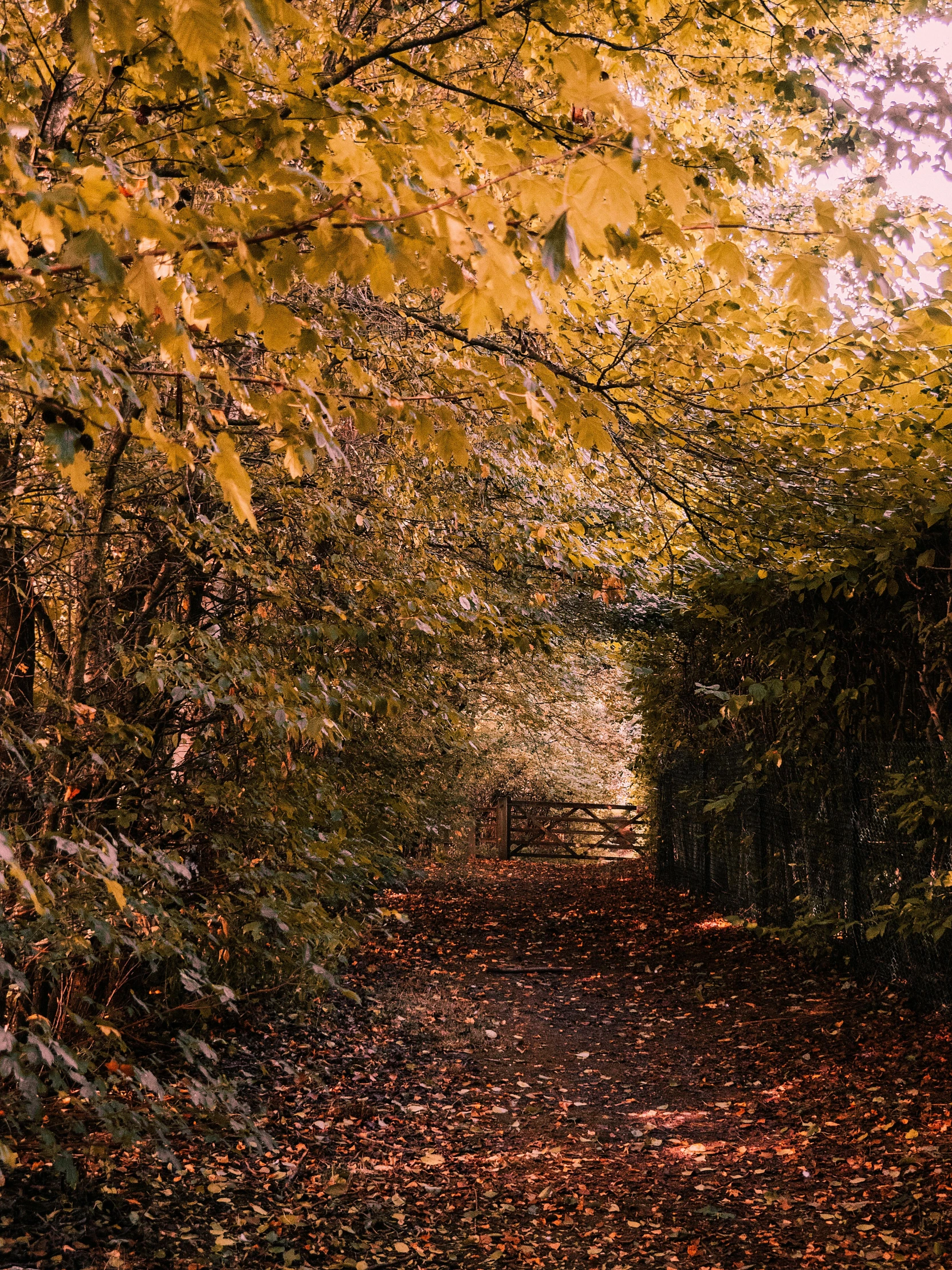 a path in the woods with lots of leaves on the ground, a picture, unsplash, golden gates, taken from the high street, slide show, cinematic lut