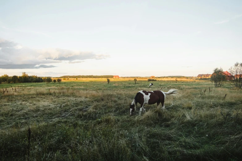 a brown and white horse standing on top of a grass covered field, by Jan Tengnagel, unsplash, realism, summer evening, wide view of a farm, multiple wide angles, shot on sony a 7