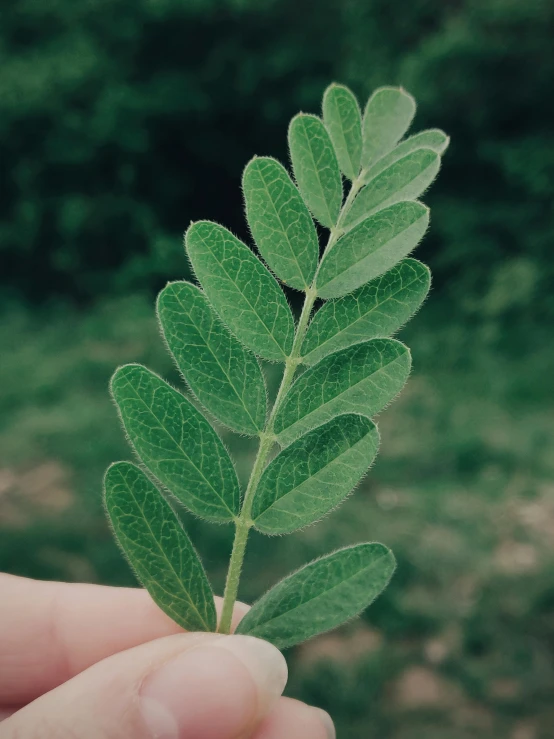 a person holding a green leaf in their hand, by Joseph Severn, trending on pexels, renaissance, sweet acacia trees, salvia, low detail, with a long