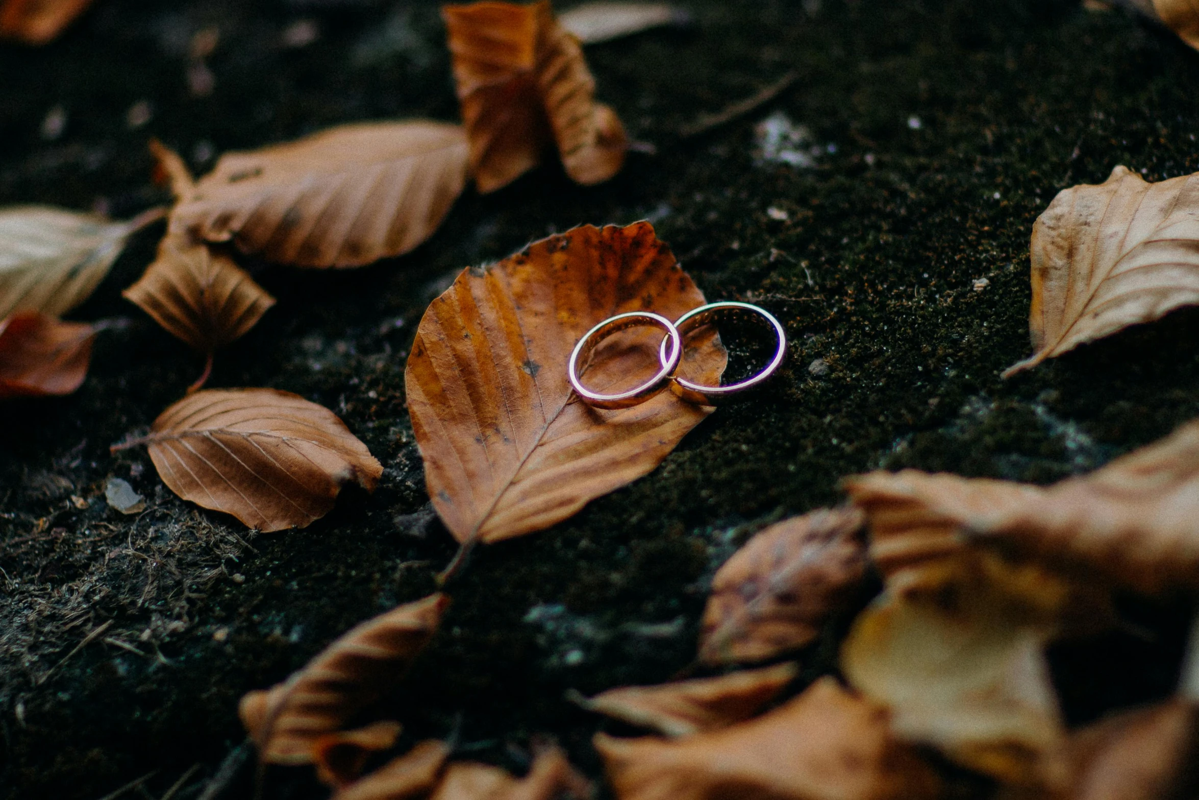 two wedding rings sitting on top of a leaf covered ground, trending on pexels, late autumn, frank moth, instagram picture, a single