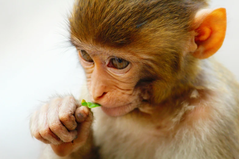 a close up of a monkey eating something, by Julia Pishtar, unsplash, renaissance, showcases full of embryos, mint, with a straw, albino dwarf
