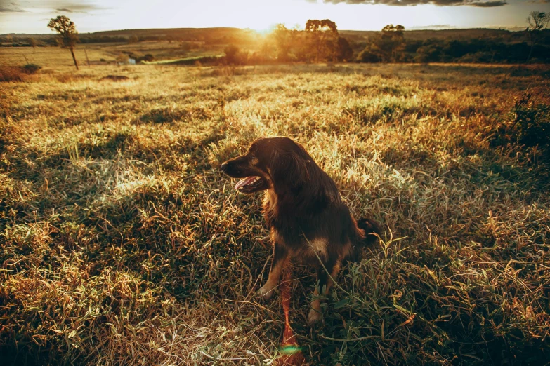a dog that is sitting in the grass, by Jessie Algie, unsplash contest winner, sun down golden hour, manuka, farming, hunting